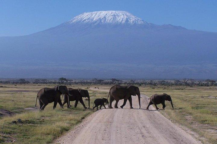 Private Adventure : Amboseli Park & Kilimandjaro Vues Excursion d'une journée