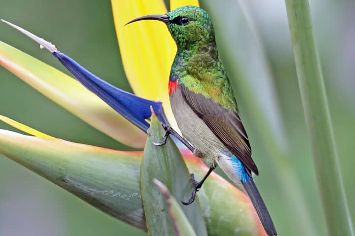 Birdwatching in Cape Town