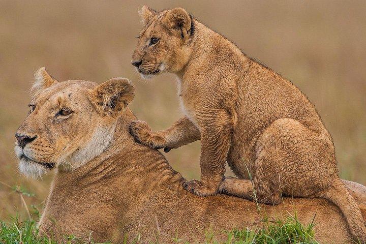 4 giorni Maasai Mara-Nakuru Mid-Range