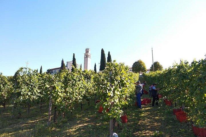 Experiência privada de vinho Prosecco Hills