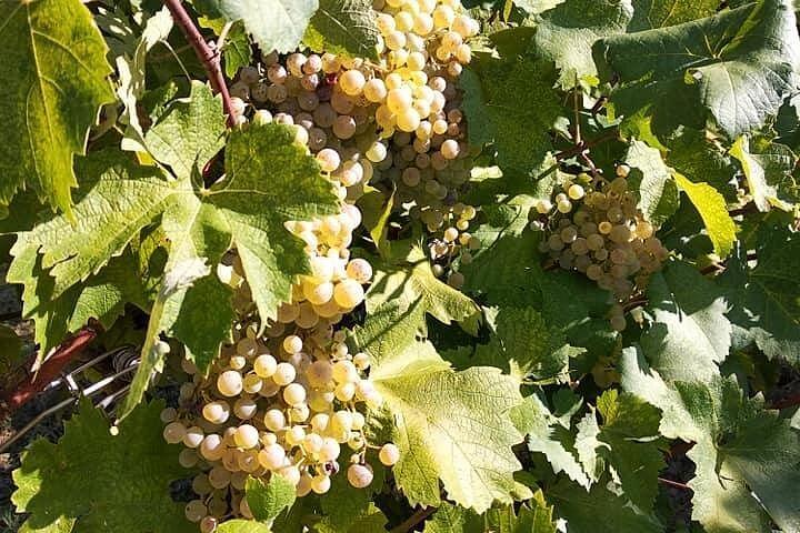 Experiência privada de vinho Prosecco Hills