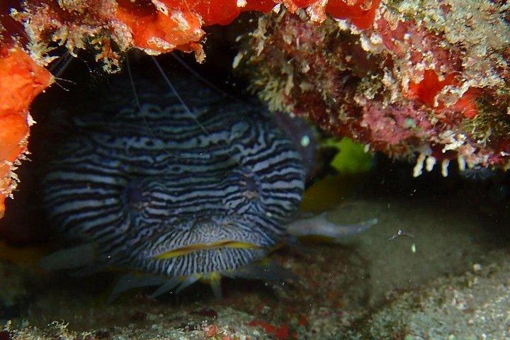 SPECIAL!! 2 Tank Wreck & Drift Reef dives