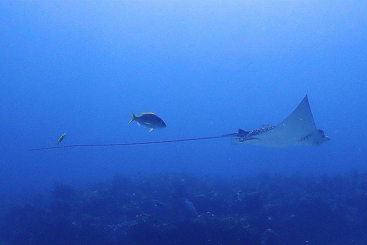 SPECIAL!! 2 Tank Wreck & Drift Reef dives