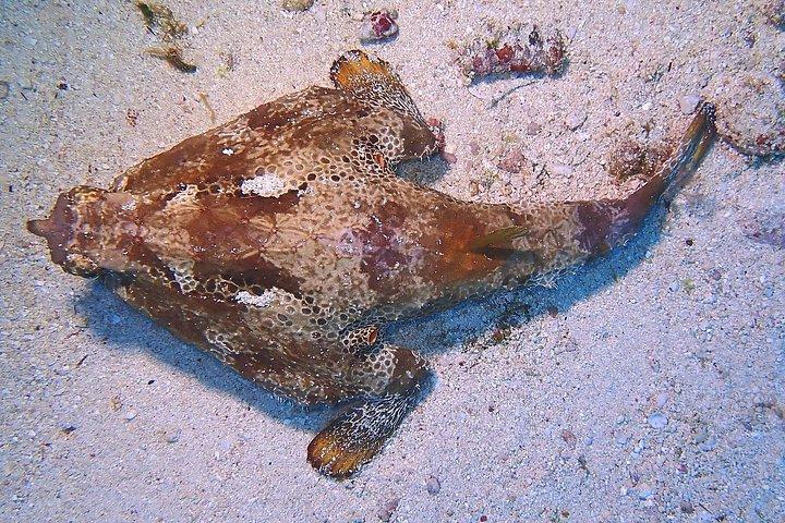 SPECIAL!! 2 Tank Wreck & Drift Reef dives