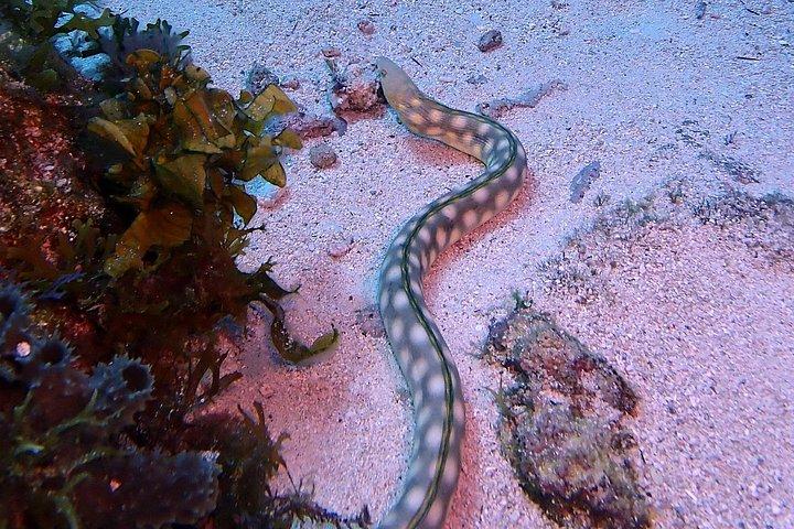 SPECIAL!! 2 Tank Wreck & Drift Reef dives