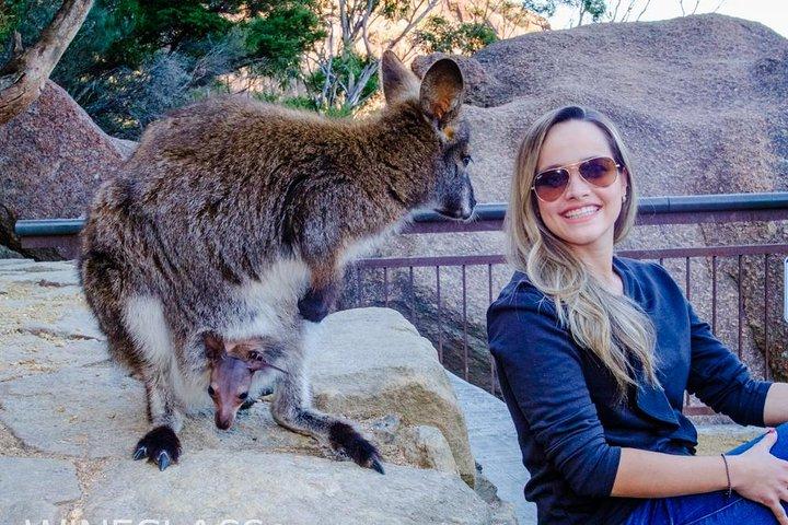 Fulldagstur til vinglasbugt fra Hobart