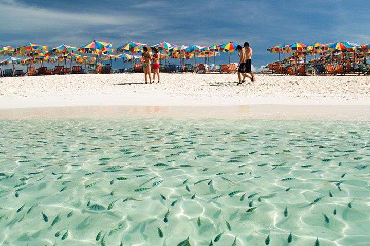 ピピ島はプーケットからのシュノーケリングとカラフルな魚をお楽しみください