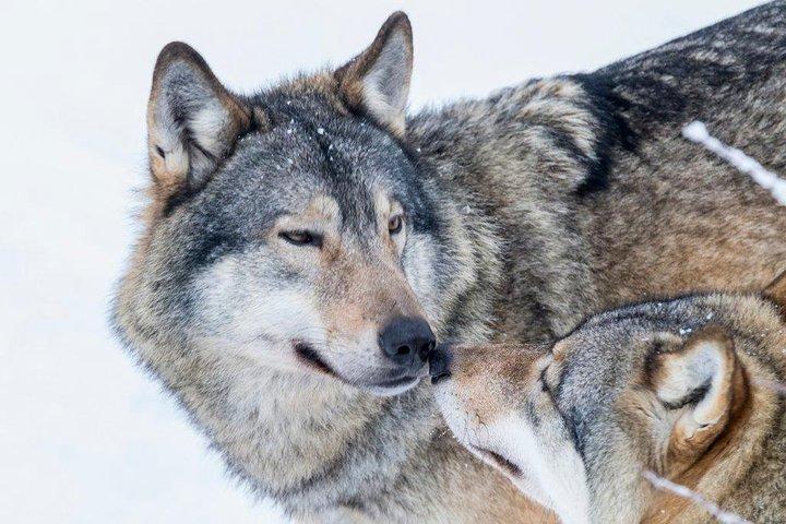 ラヌア野生動物公園の日:北極圏の動物をご覧ください!