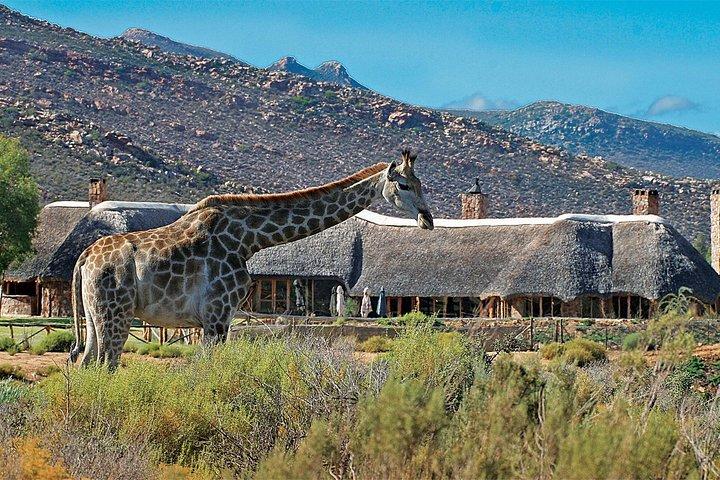 ケープタウンからのパーク料金込みの1日ビッグ5アクイラサファリプライベート送迎