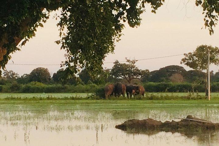 09. Tag Sri Lanka erkunden