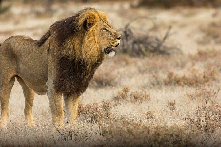 De beste Selous 1-daagse safari vanuit Zanzibar
