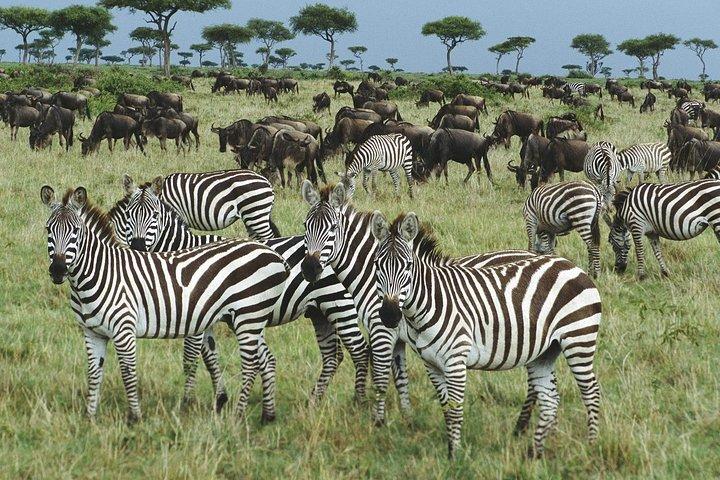 ザンジバルからの最高のSelous 1日サファリ