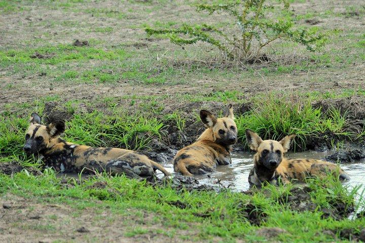 ザンジバルからの最高のSelous 1日サファリ