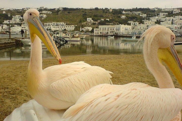 Kosmopolitiska Mykonos