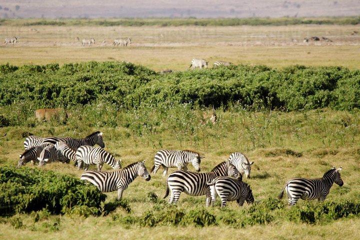 12 Days Honeymoon safari in Kenya