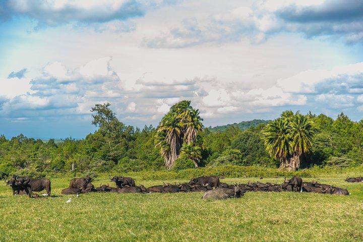 「リトル・レッド・ローバー」でアルーシャ国立公園へ日帰りサファリ