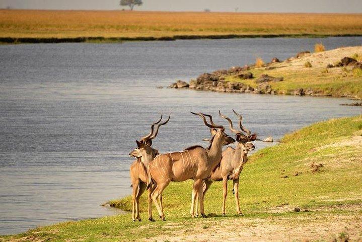 Gita di un giorno a Chobe da Victoria Falls