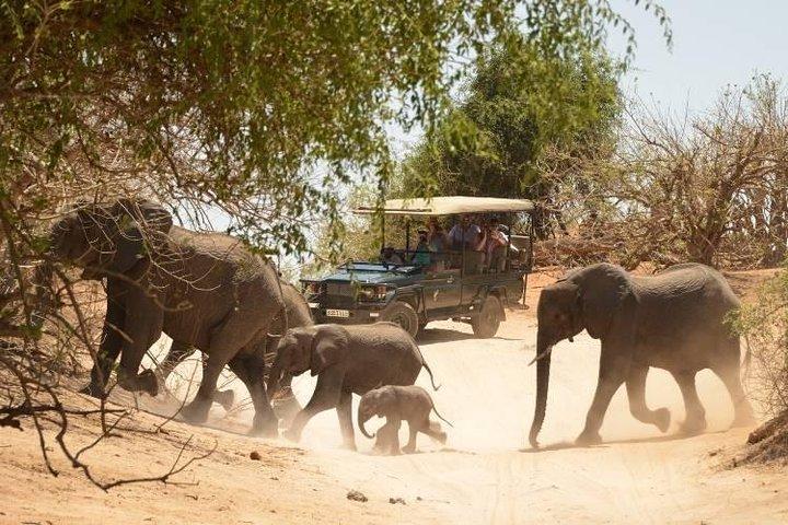 Chobe Day Trip från Victoria Falls