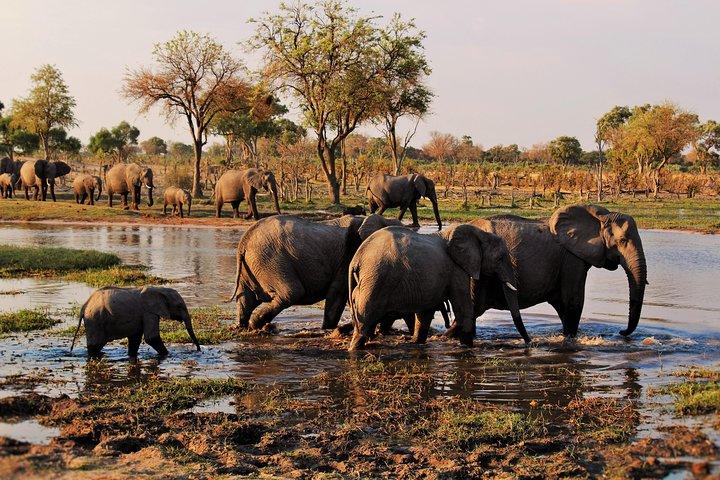 Safari de carpas Moremi Hippo Mobile