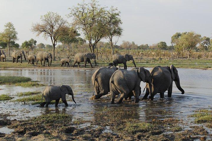 Safari de carpas Moremi Hippo Mobile