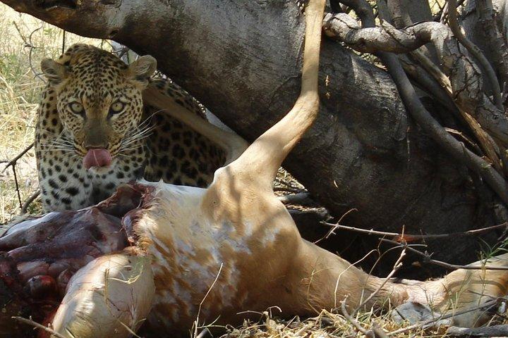 Safari auténtico