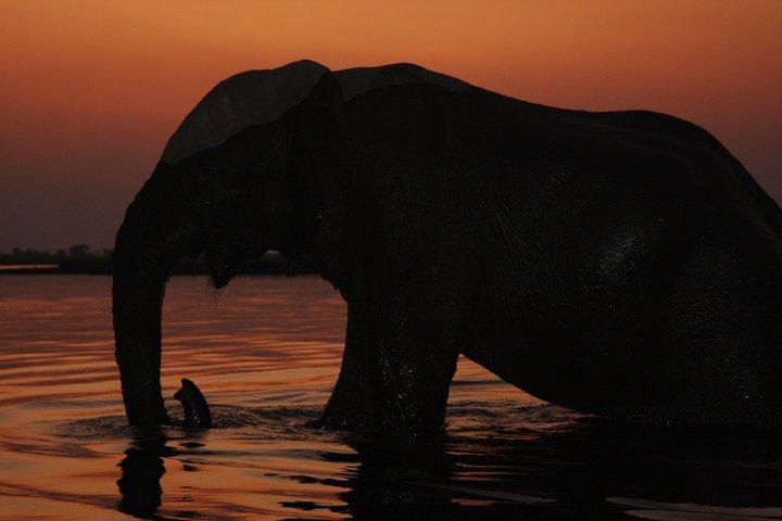 Chobe 3 Stunden Sonnenuntergang Bootsfahrt