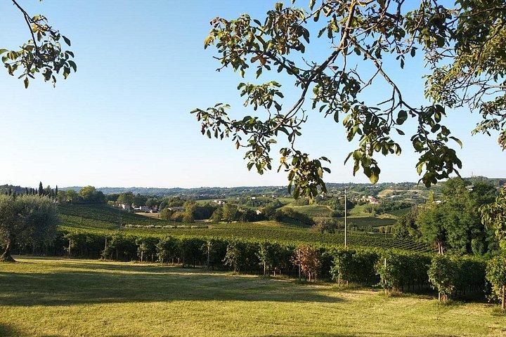 Experiência privada de vinho Prosecco Hills
