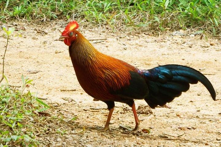 Escursione di birdwatching di 2 giorni nella foresta pluviale di Sinharaja