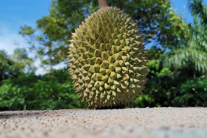 Chauffeur: Taman Negara nach Singapore Van Transfer