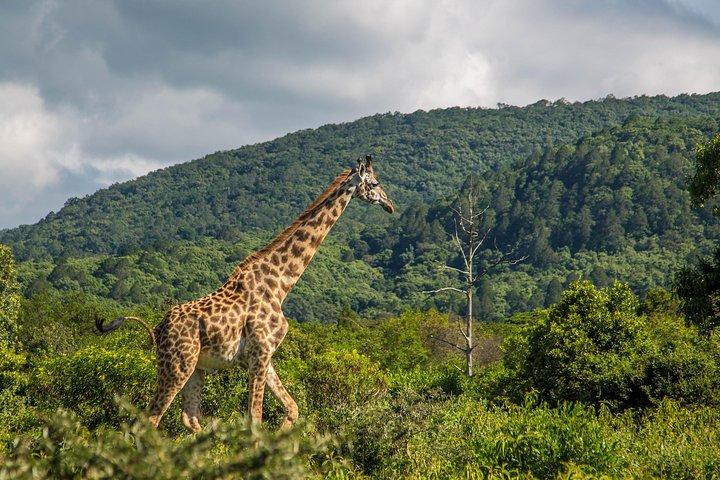 Ein Tagesausflug in den Arusha National Park von Arusha Town