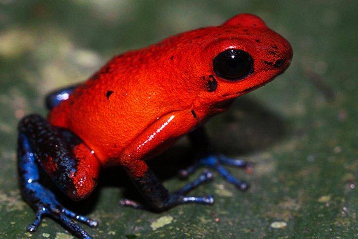 ナマケモノウォッチング野生動物ツアー（コスタリカ、ラ・フォルトゥナ）