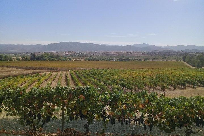 wijnreizen en chauffeursdienst door valle de guadalupe, Ensenada B.C. Mexico