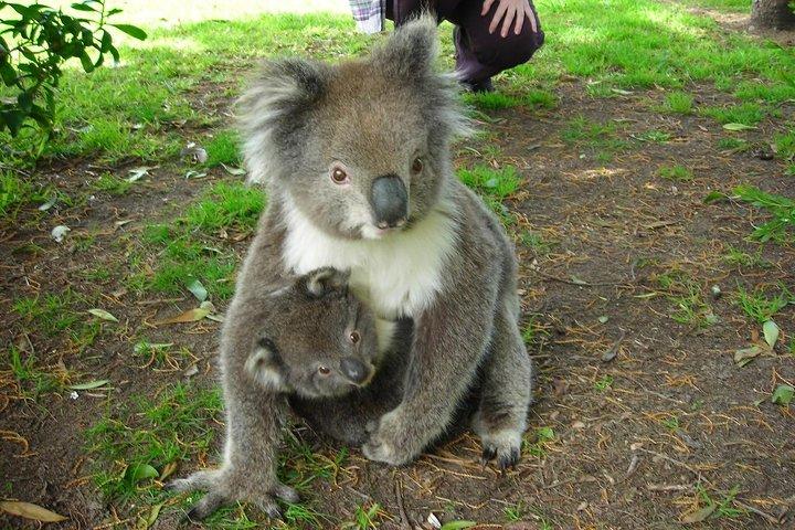 Overnight Great Ocean Road Tour from Melbourne