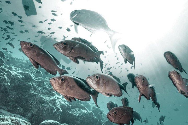 PADI Open Water - Bangcoc