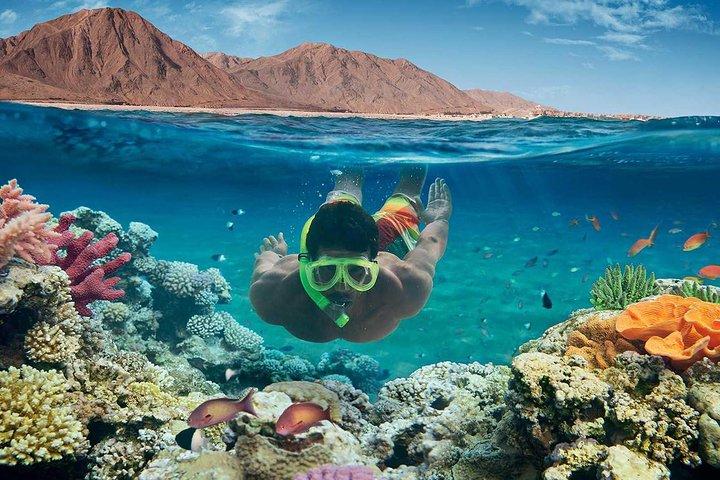 Rødehavs Snorkling