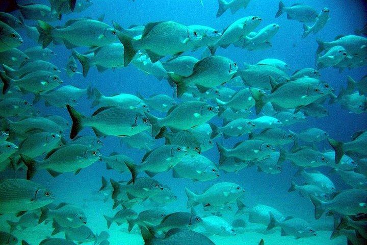 Tartarugas e Cenote de Cancun