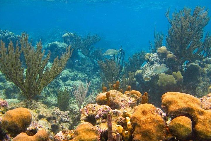 Tartarugas e Cenote de Cancun