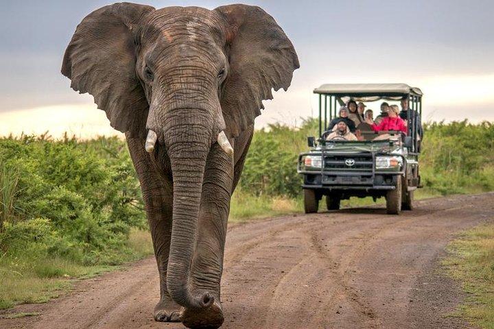 Rota do Jardim de 7 Dias + Safari Addo com Cape Point e Cape Winelands