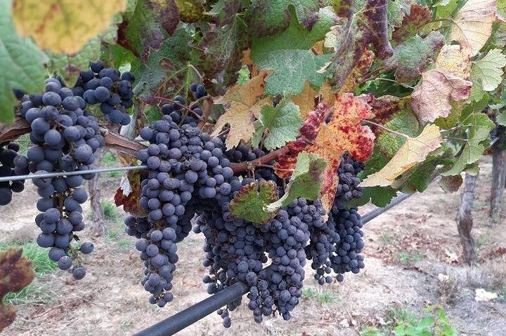 Visite privée de 3 jours de Santiago City & Casablanca Valley Wine Tour
