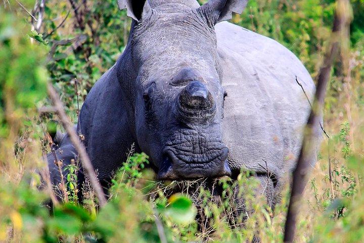 ¡Matopos Park Day Game Drive con Rhino Tracking!