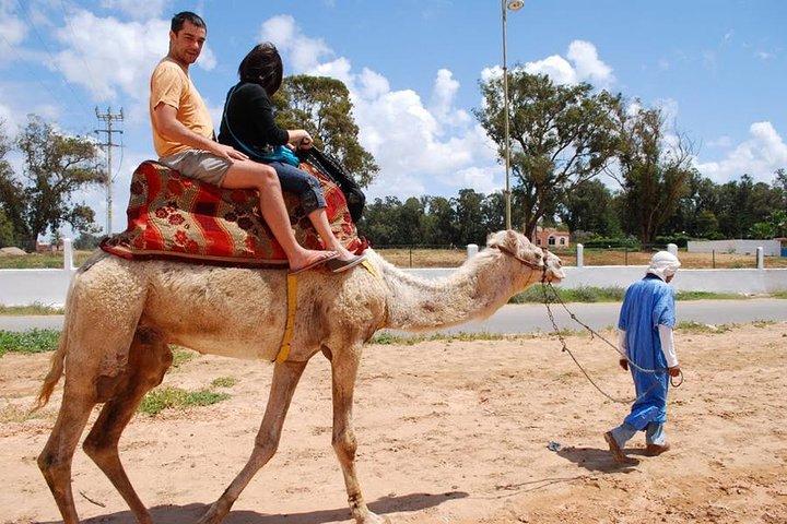 camel Agadir
