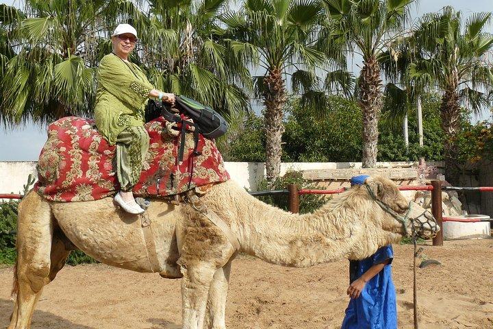 camel Agadir