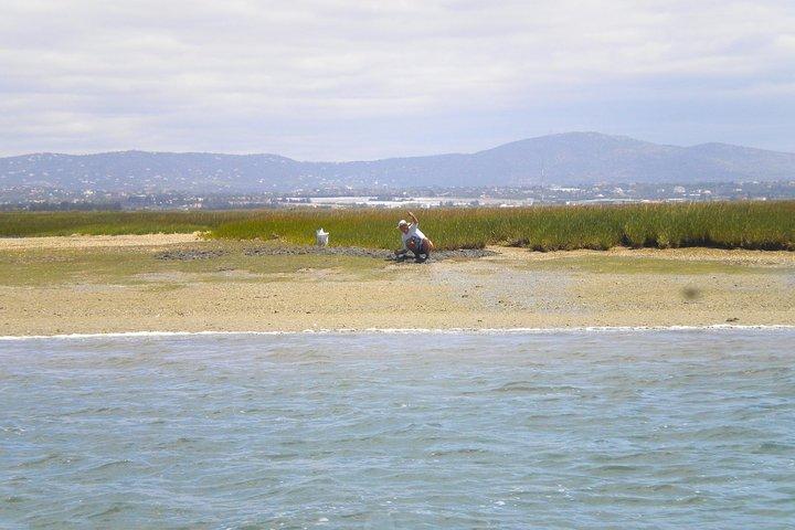 Paseo en barco para descubrir la laguna de la Ría Formosa del Algarve desde Faro: 1 hora