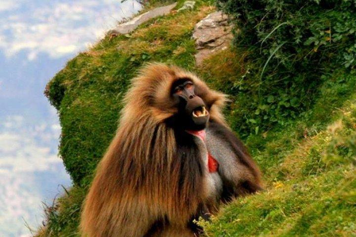 To dage Lake Wenchi og Menagesha Forest