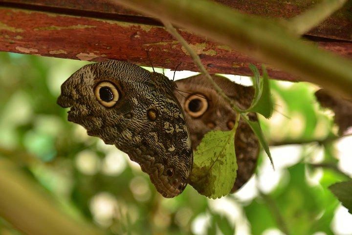 Mindo: Bird watching, Chocolate, Waterfall and Adventure