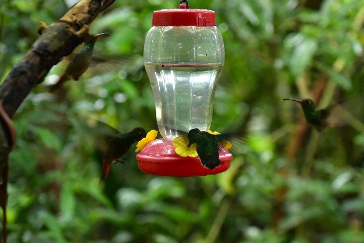 Mindo: Bird watching, Chocolate, Waterfall and Adventure