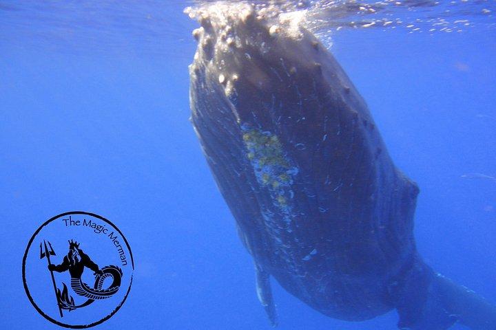 Whale Watching Experience