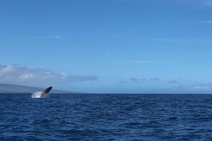 Whale Watching Experience