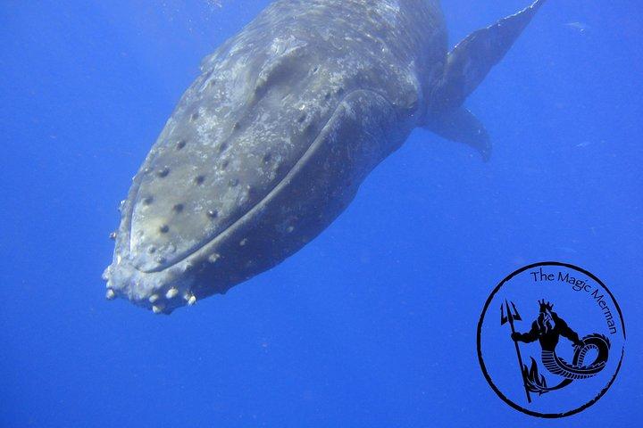 Whale Watching Experience