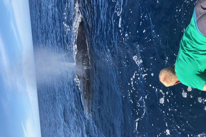 Whale Watching Experience